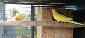 Yellow Ringneck Bird