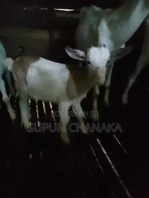 sanangoots