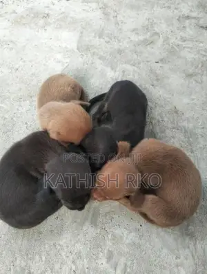Dachshund