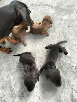 Dachshund