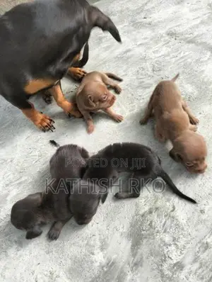 Dachshund
