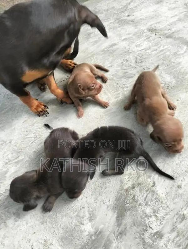 Dachshund