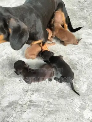 Dachshund