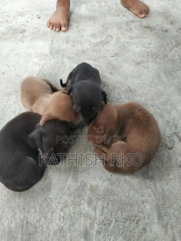 Dachshund