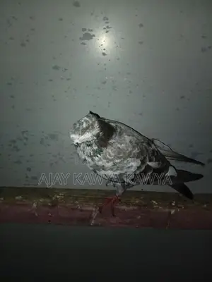 Pigeons
