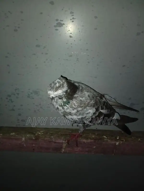 Pigeons