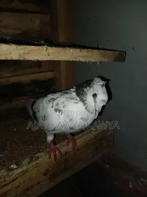 Pigeons