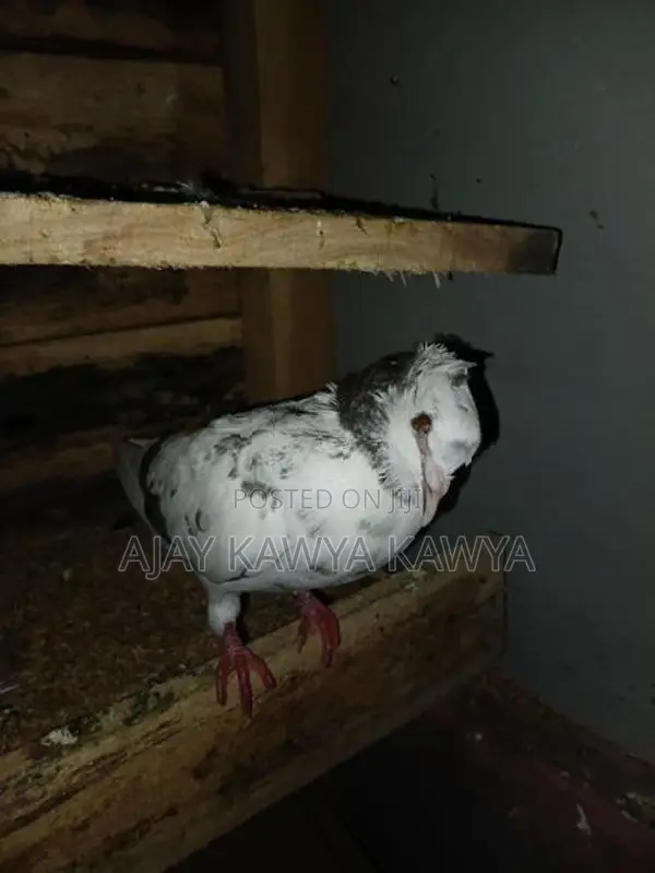 Pigeons