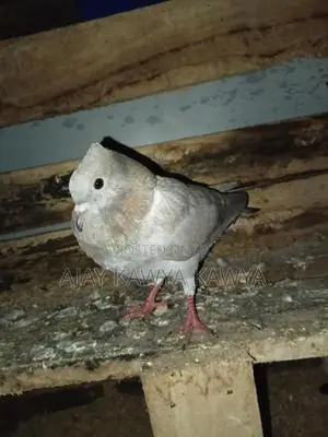 Pigeons