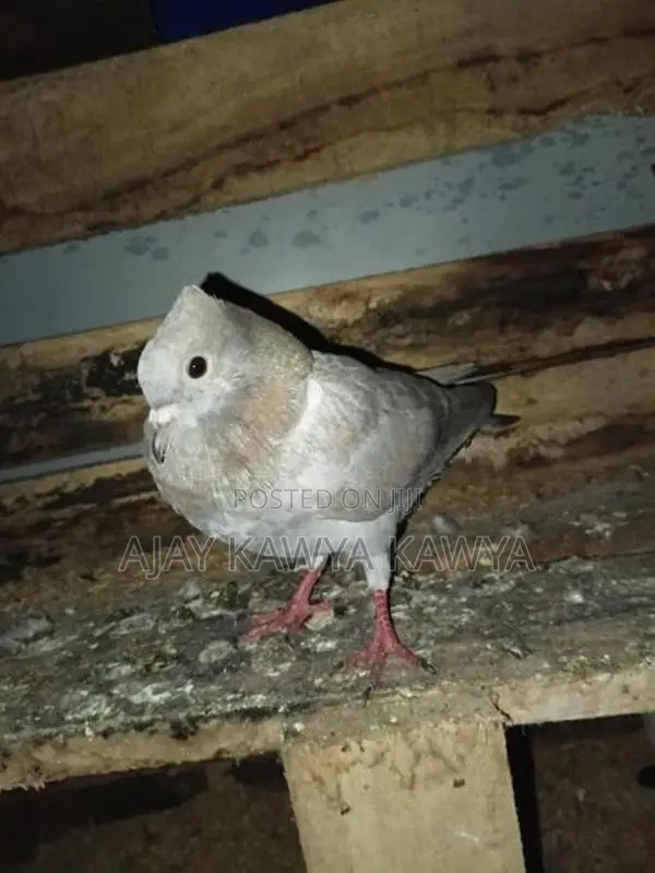 Pigeons