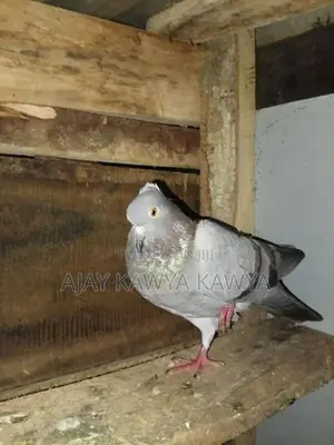 Pigeons