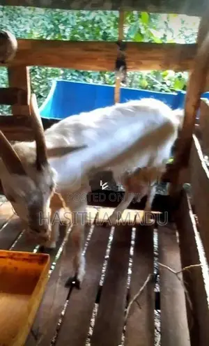 Saanen Goat