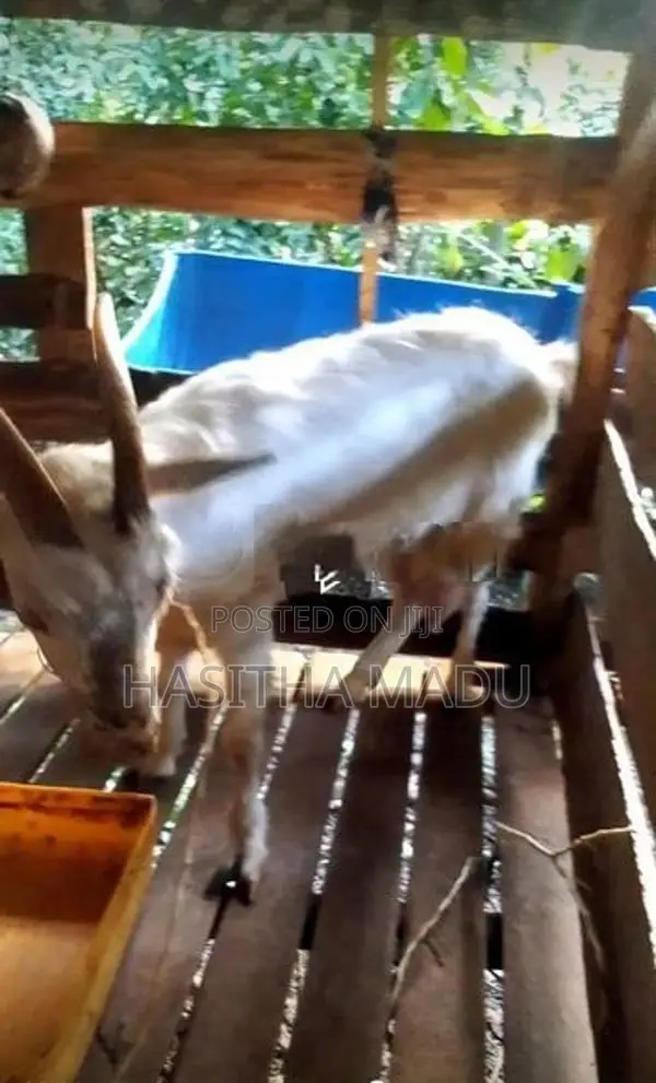 Saanen Goat