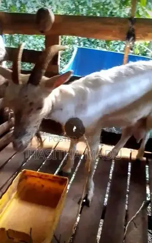 Saanen Goat