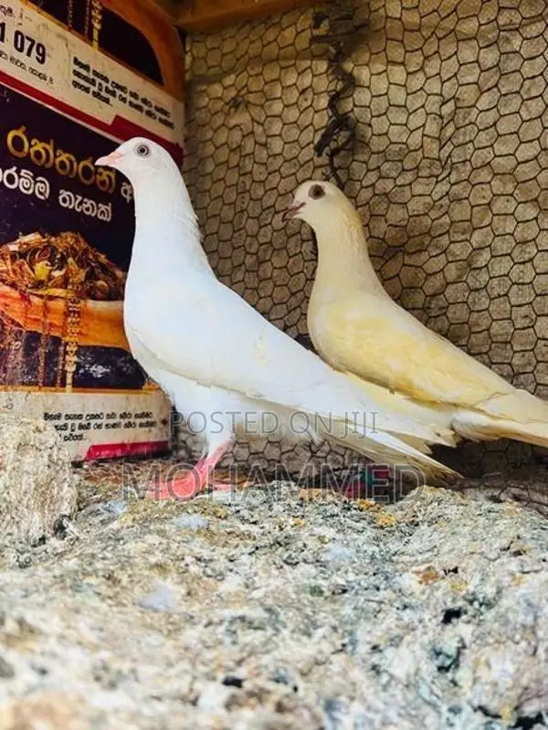 Pigeon