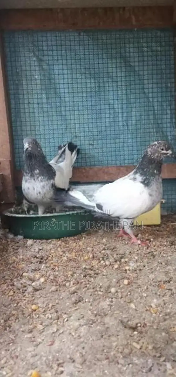 Pigeons