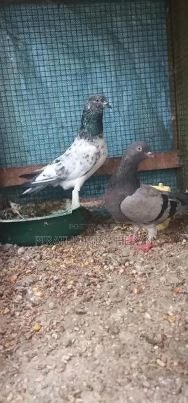 Pigeon