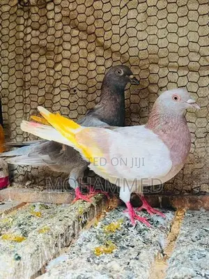 Pigeon