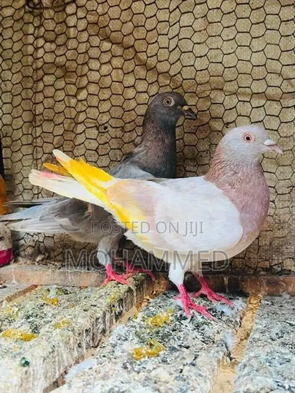 Pigeon