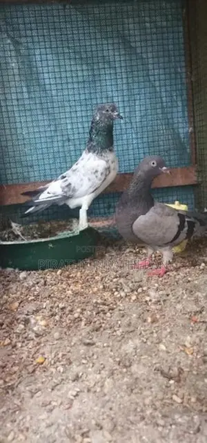 Pigeons
