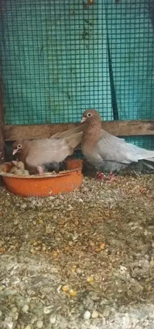 Pigeons