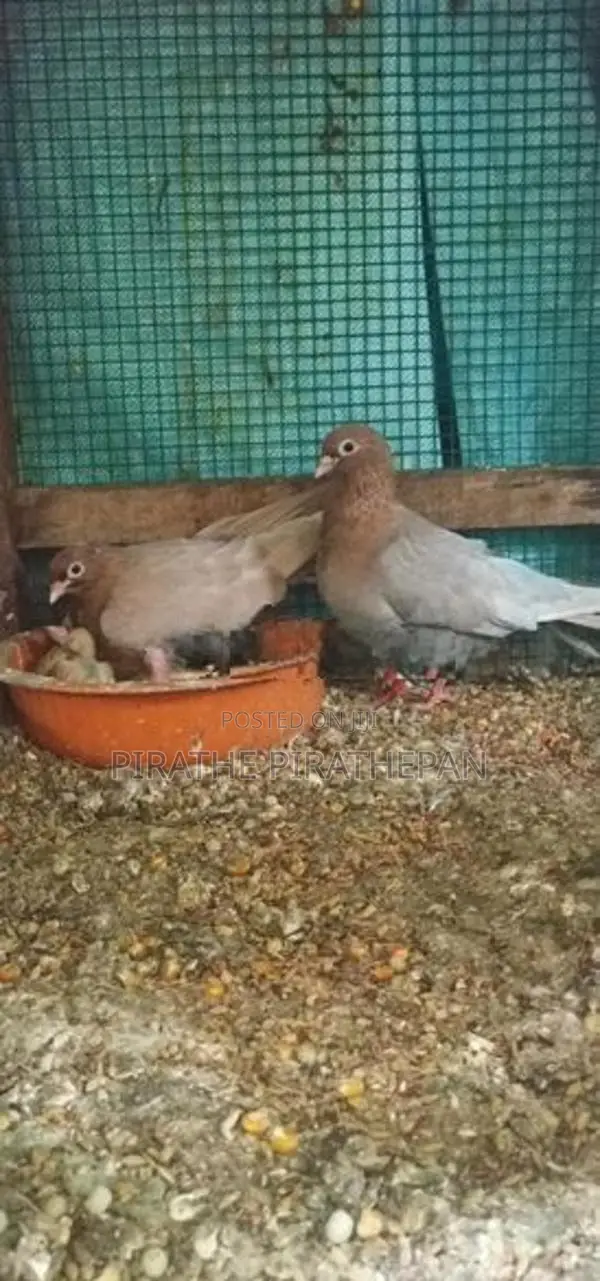 Pigeons
