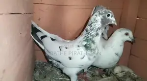 Pigeon