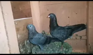 Pigeons