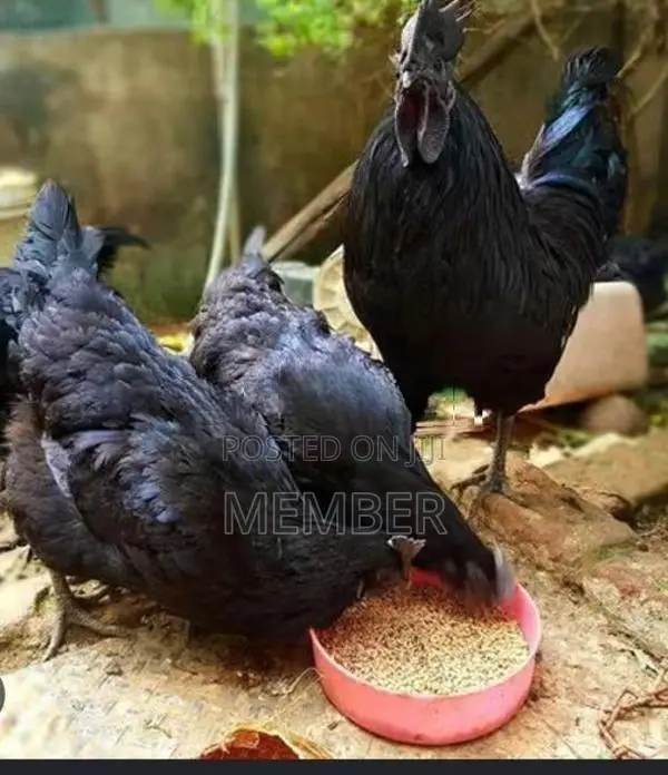கருங்கோழி