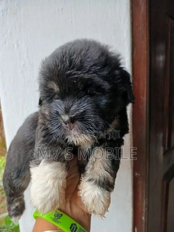 Shih Tzu Puppies