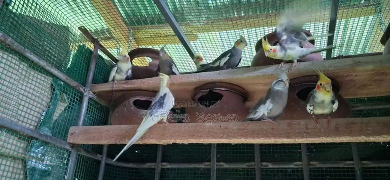 කොකටේල් කුරුල්ලා