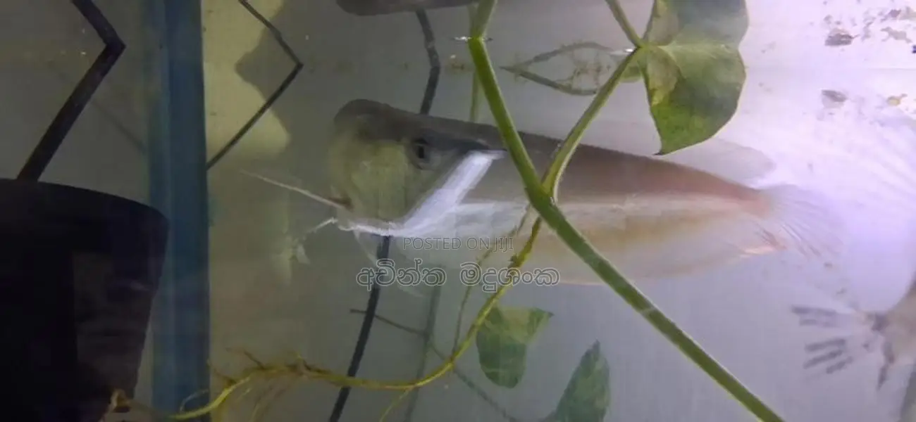 ඇරවානා