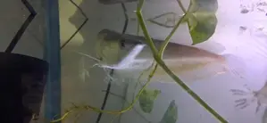 ඇරවානා