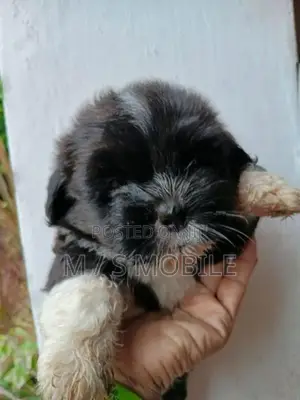 Shih Tzu Puppies