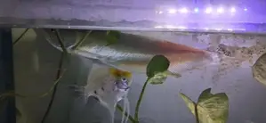 ඇරවානා