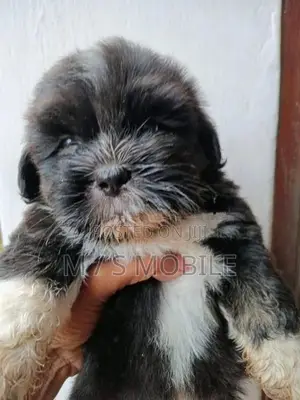 Shih Tzu Puppies