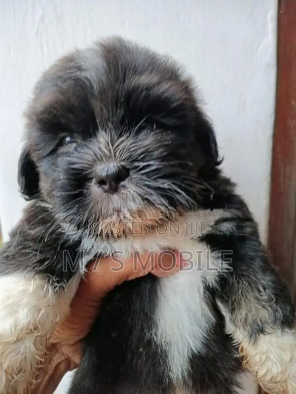 Shih Tzu Puppies