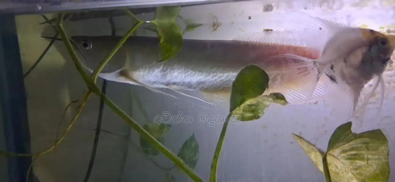 ඇරවානා