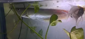 ඇරවානා