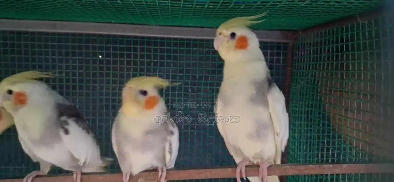 කොකටේල් කුරුල්ලා