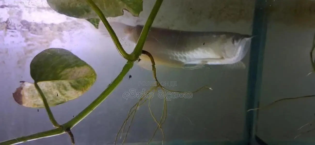 ඇරවානා