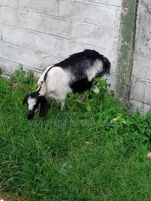 Farm Goat