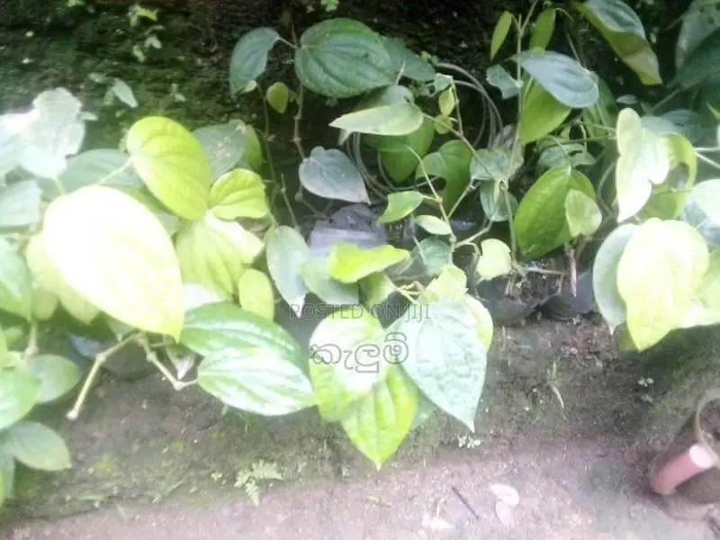 ගම්බිරිස් පැල