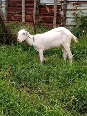 Farm Goat
