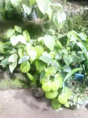 ගම්බිරිස් පැල