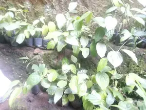 ගම්බිරිස් පැල