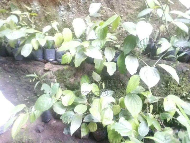 ගම්බිරිස් පැල