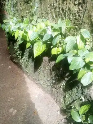 ගම්බිරිස් පැල