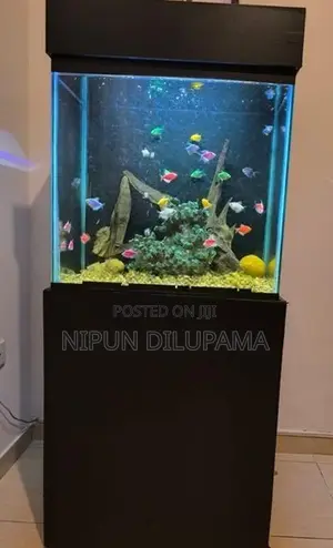 Fish Tank with