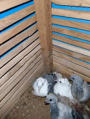 Pigeons